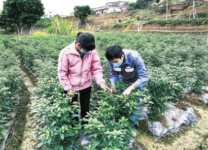 春耕时节“三不误”：广东电网云浮郁南供电局扶贫干部张苏远