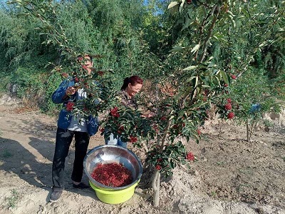 国网刘家峡水电厂：企业赋能振兴  花椒飘香山梁