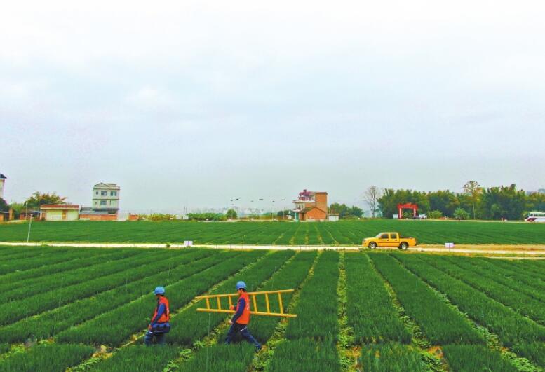 广西最大秋冬菜种植基地右江河谷“南菜园”里葱正香 优质电来助春忙