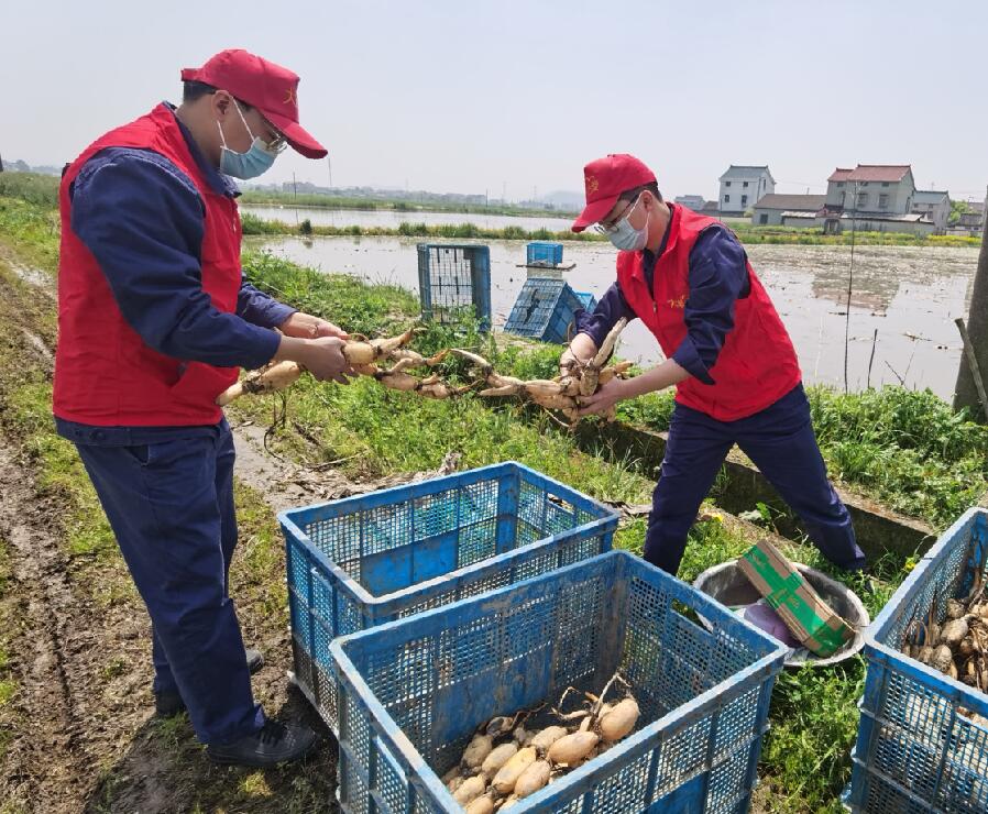 热心助藕农 及时解难题