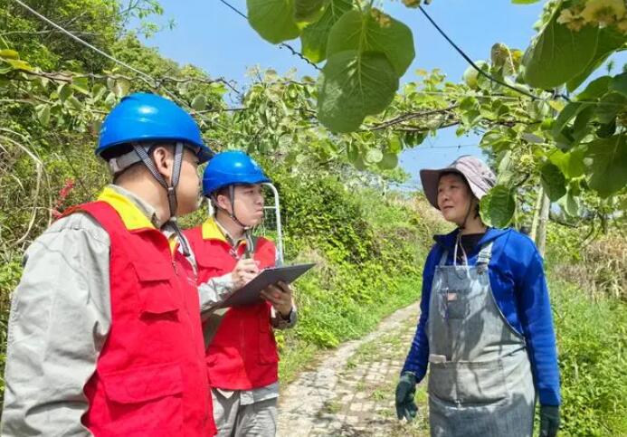 国网瓯海供电分局电力赋能 甜“猕”满枝