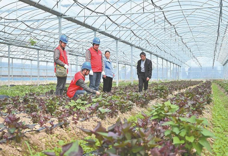 河南息县：供电服务贴心，种植红薯有信心”